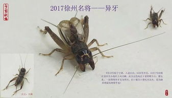 季后收藏 2023徐州蟋蟀功虫名将录 