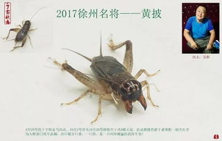 季后收藏 2023徐州蟋蟀功虫名将录 