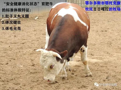 肉牛育肥实践技术 论 大肚子 对肉牛育肥经济效益的重要性