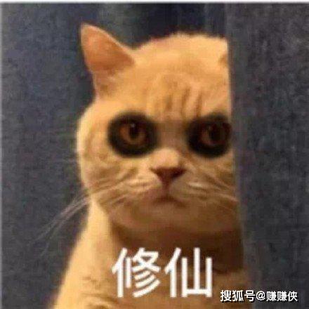 萌猫表情包图片 修仙想你,我信你个鬼 