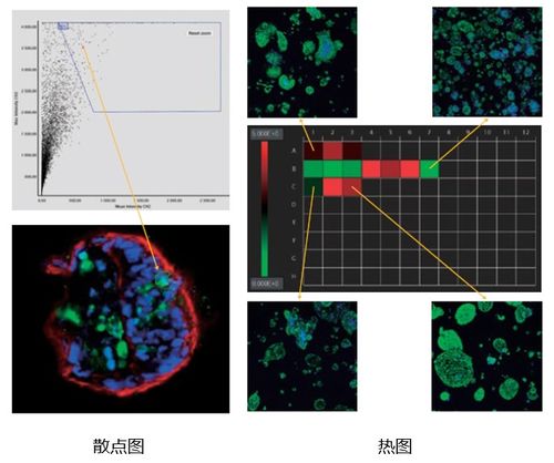 奥林巴斯全新NoviSight分析软件来袭 加速细胞分析进入3D时代